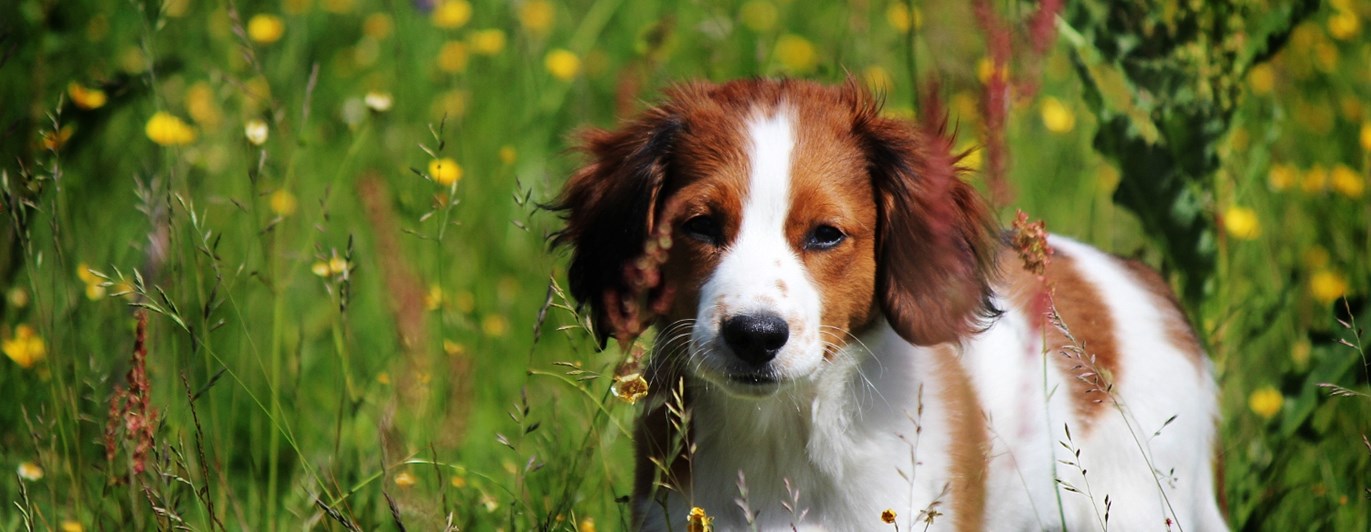 Hundvalp på sommaräng