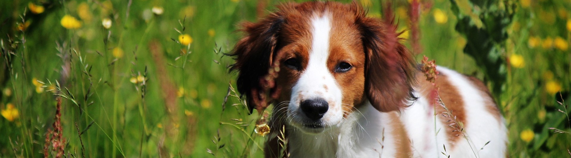 Hundvalp på sommaräng