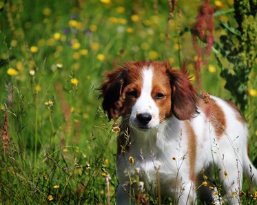 Hundvalp på sommaräng