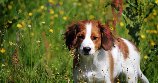 Hundvalp på sommaräng