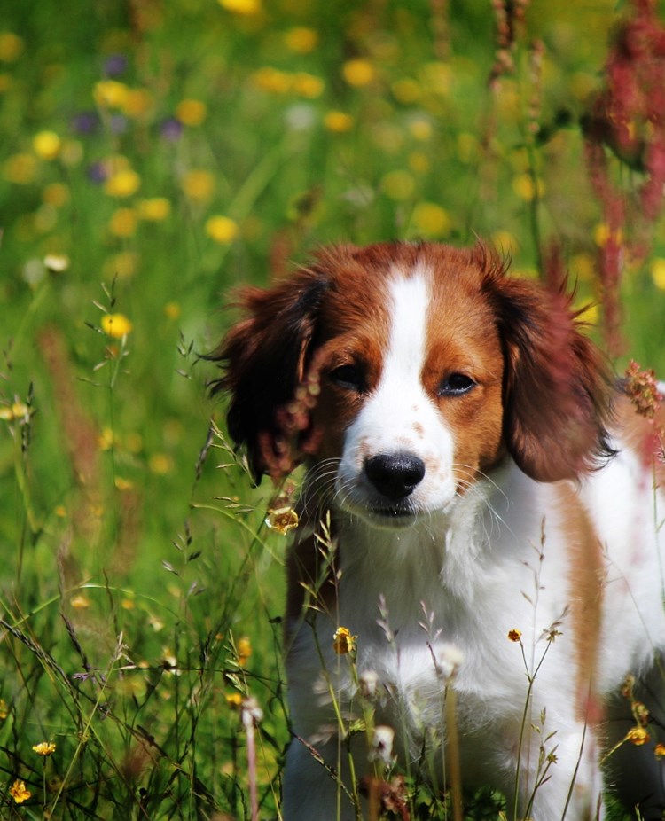 Hundvalp på sommaräng