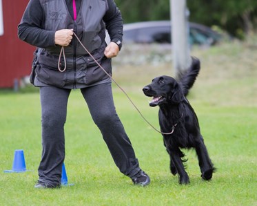 Rallylydnad Nedansiljans brukshundsklubb