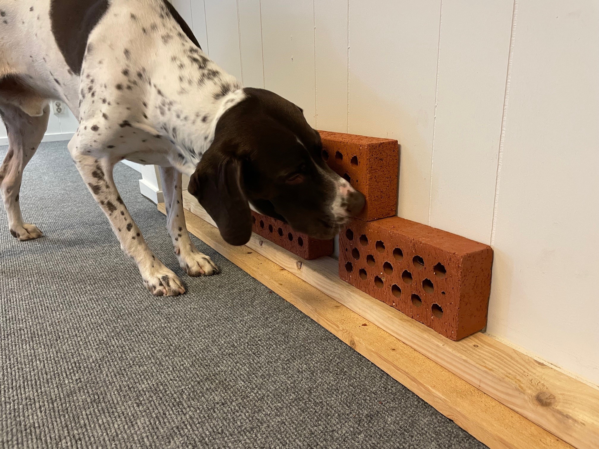 Specialsök på sökvägg