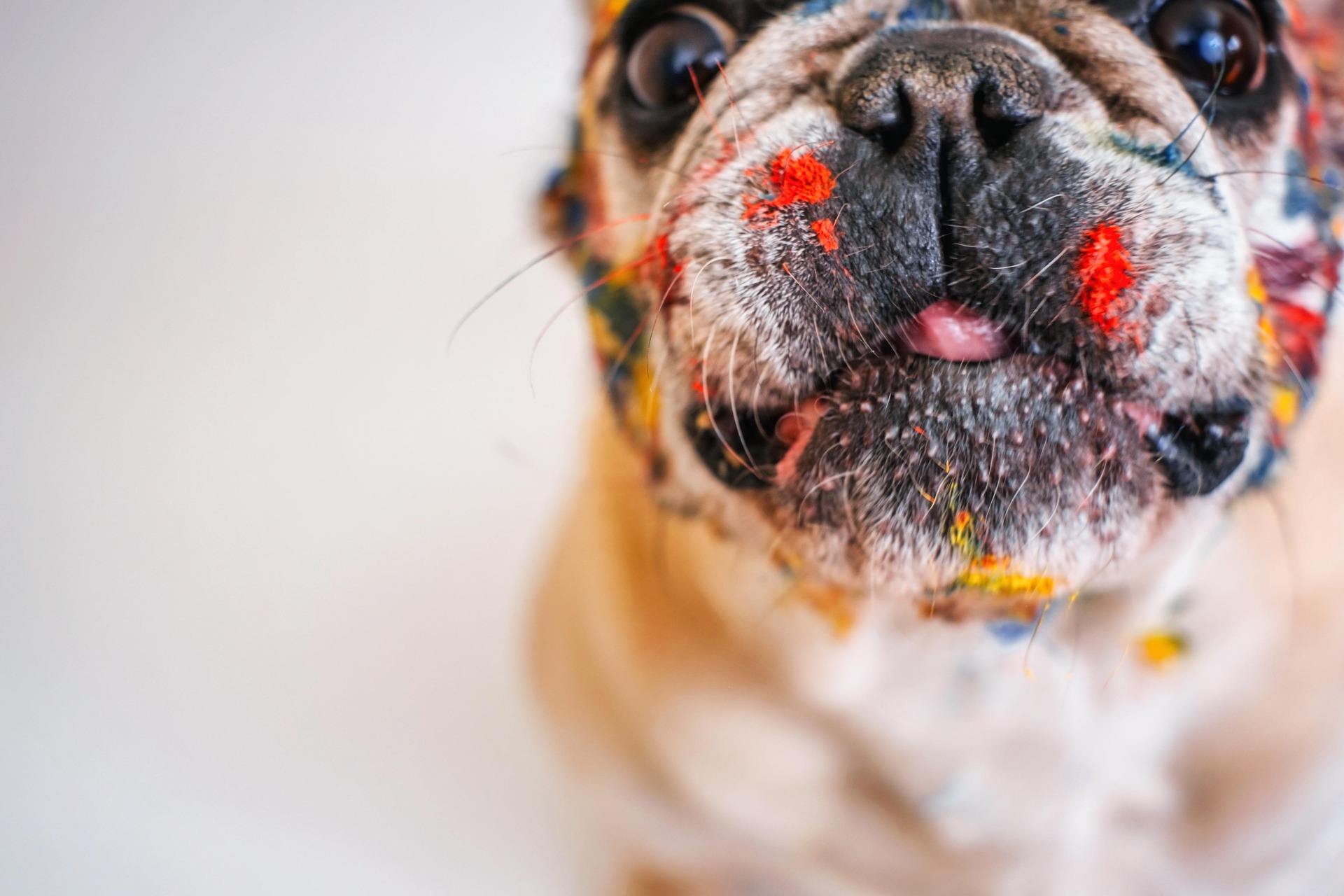Fransk bulldog målarfärg