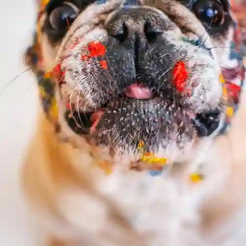Fransk bulldog målarfärg
