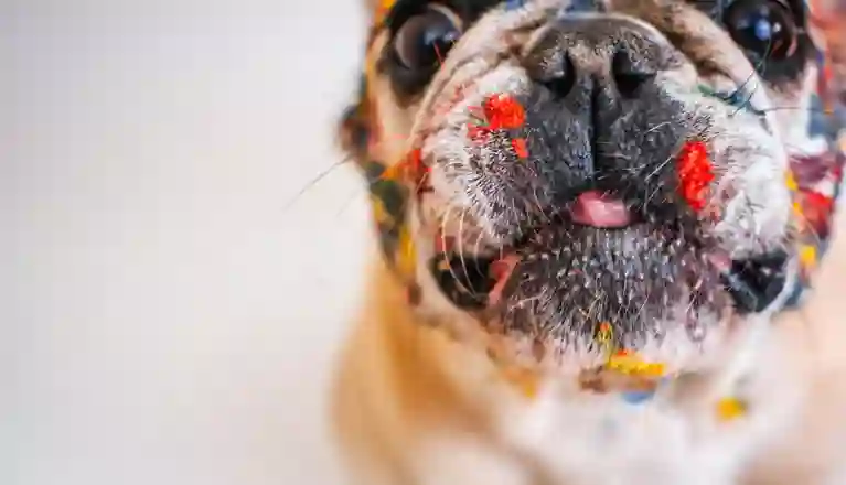 Fransk bulldog målarfärg