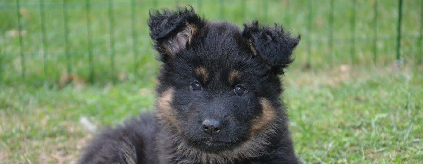 Chodský pesvalp
Foto: Åsa Tiderman