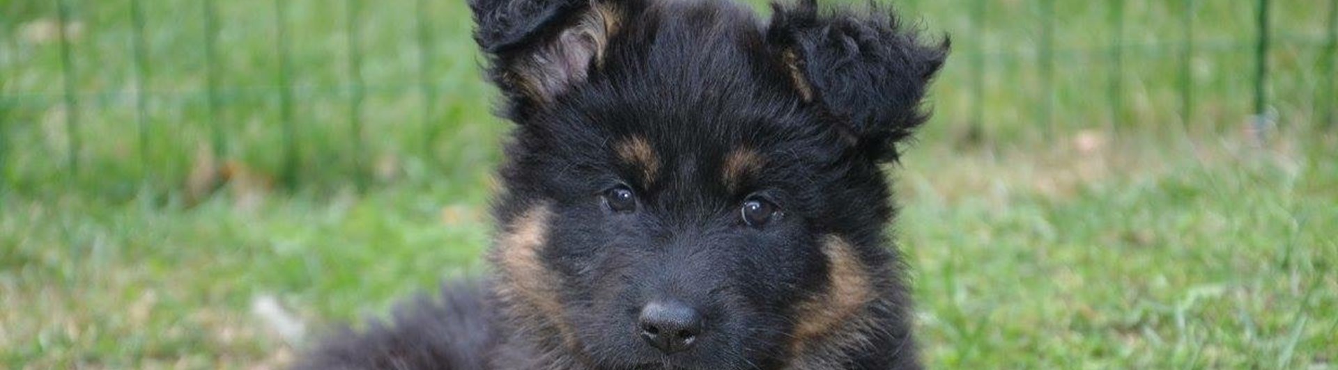 Chodský pesvalp
Foto: Åsa Tiderman