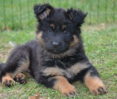 Chodský pesvalp
Foto: Åsa Tiderman