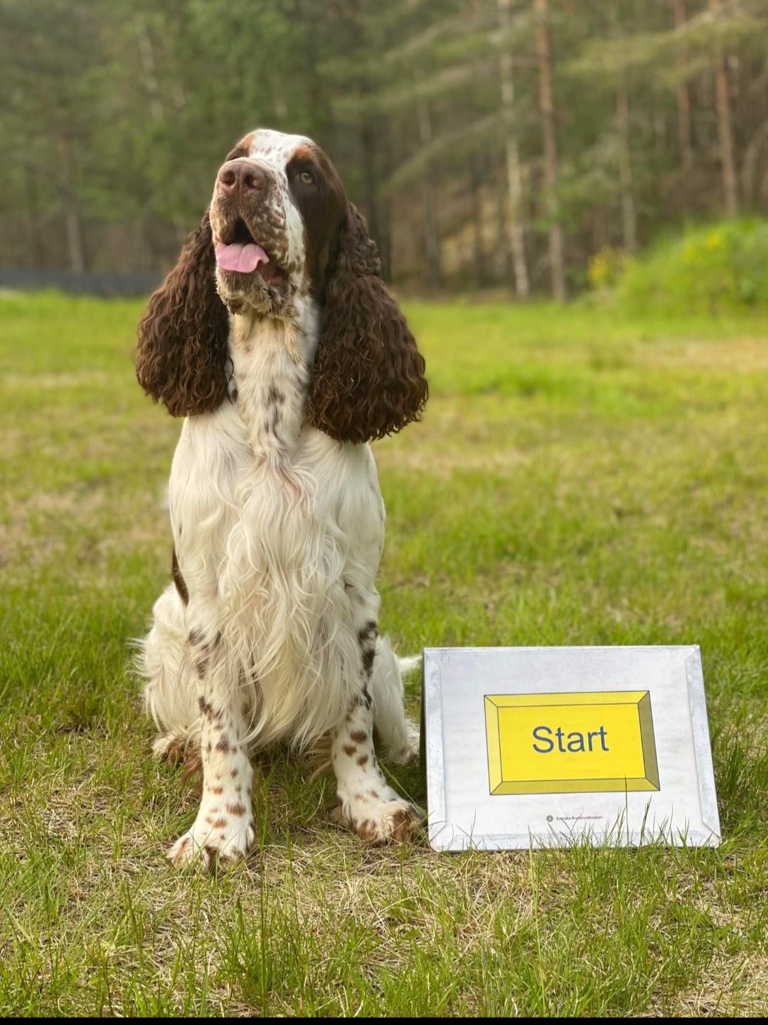 Engelsk Springer Spaniel vid startskylten på en rallylydnadsbana.