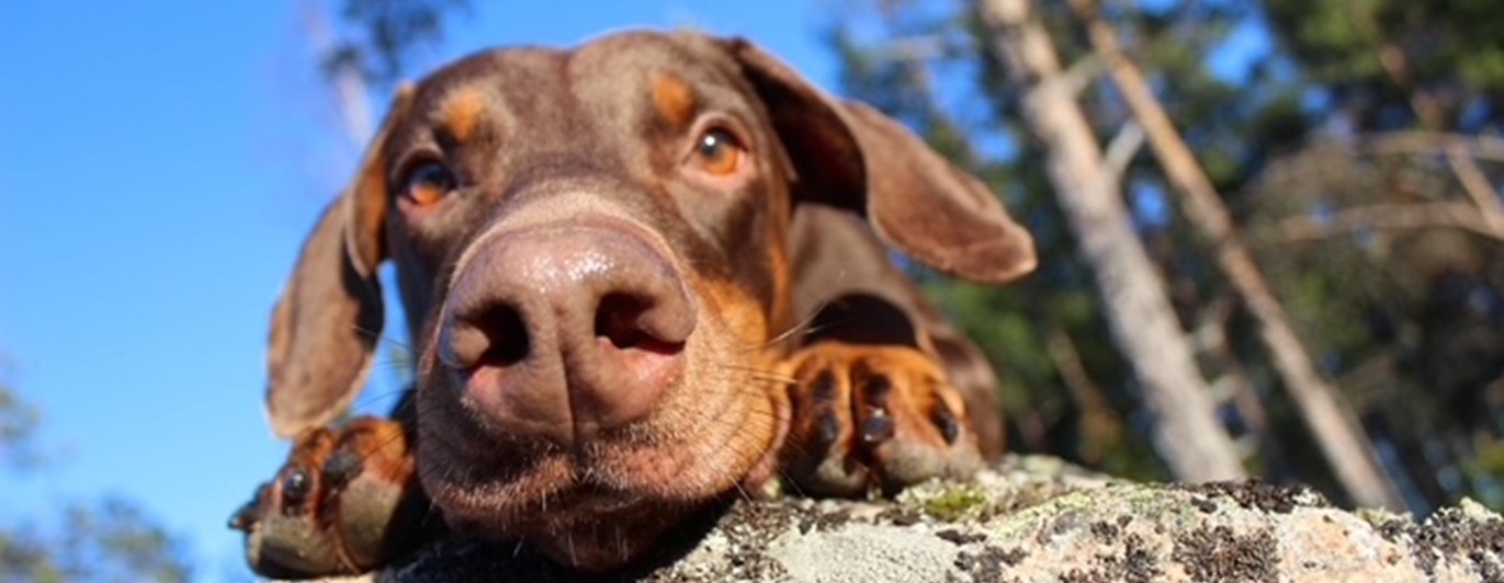 Närbild på doberman som kikar över kanten på en stor sten