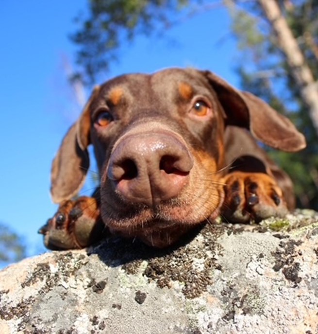 Närbild på doberman som kikar över kanten på en stor sten