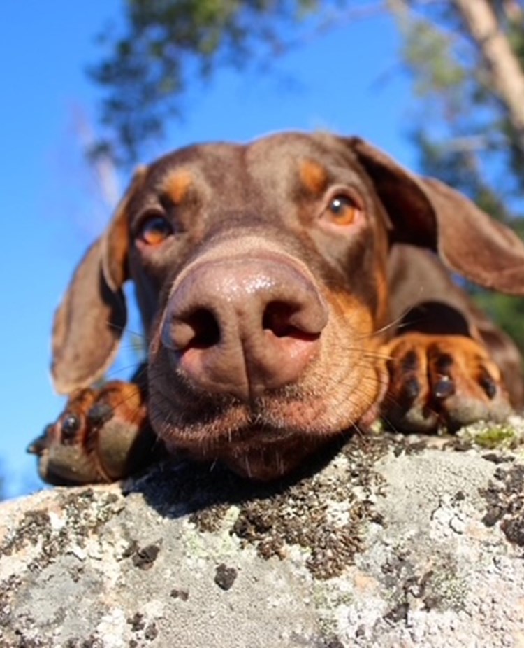 Närbild på doberman som kikar över kanten på en stor sten