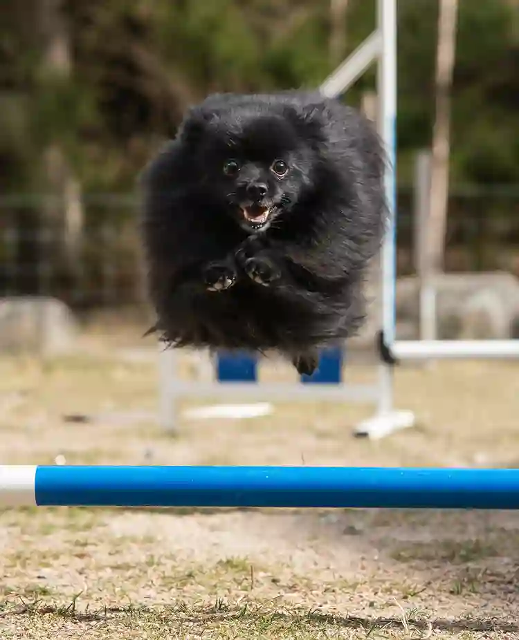 Liten lurvig svart hunde i ett högt skutt över ett agilityhinder i vitt och blått.