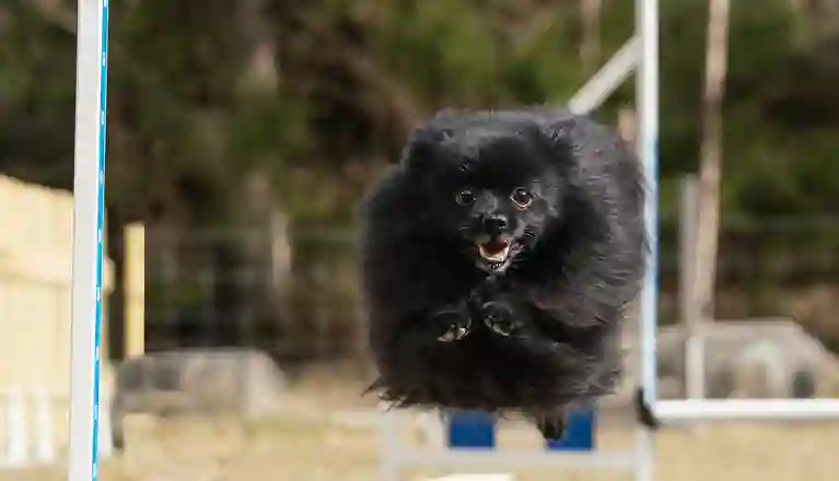 Liten lurvig svart hunde i ett högt skutt över ett agilityhinder i vitt och blått.