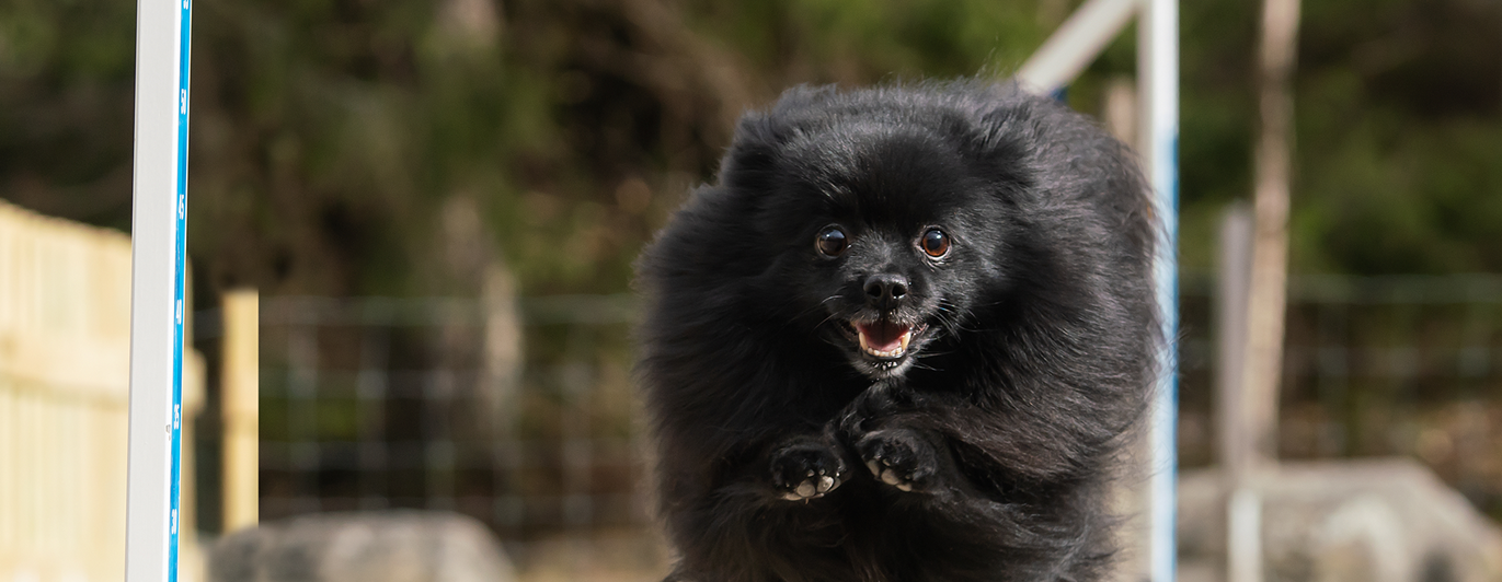 Liten lurvig svart hunde i ett högt skutt över ett agilityhinder i vitt och blått.