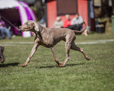 KM vinnare 2024 i Utställning Vuxen: Karin Löwenborg & Soda