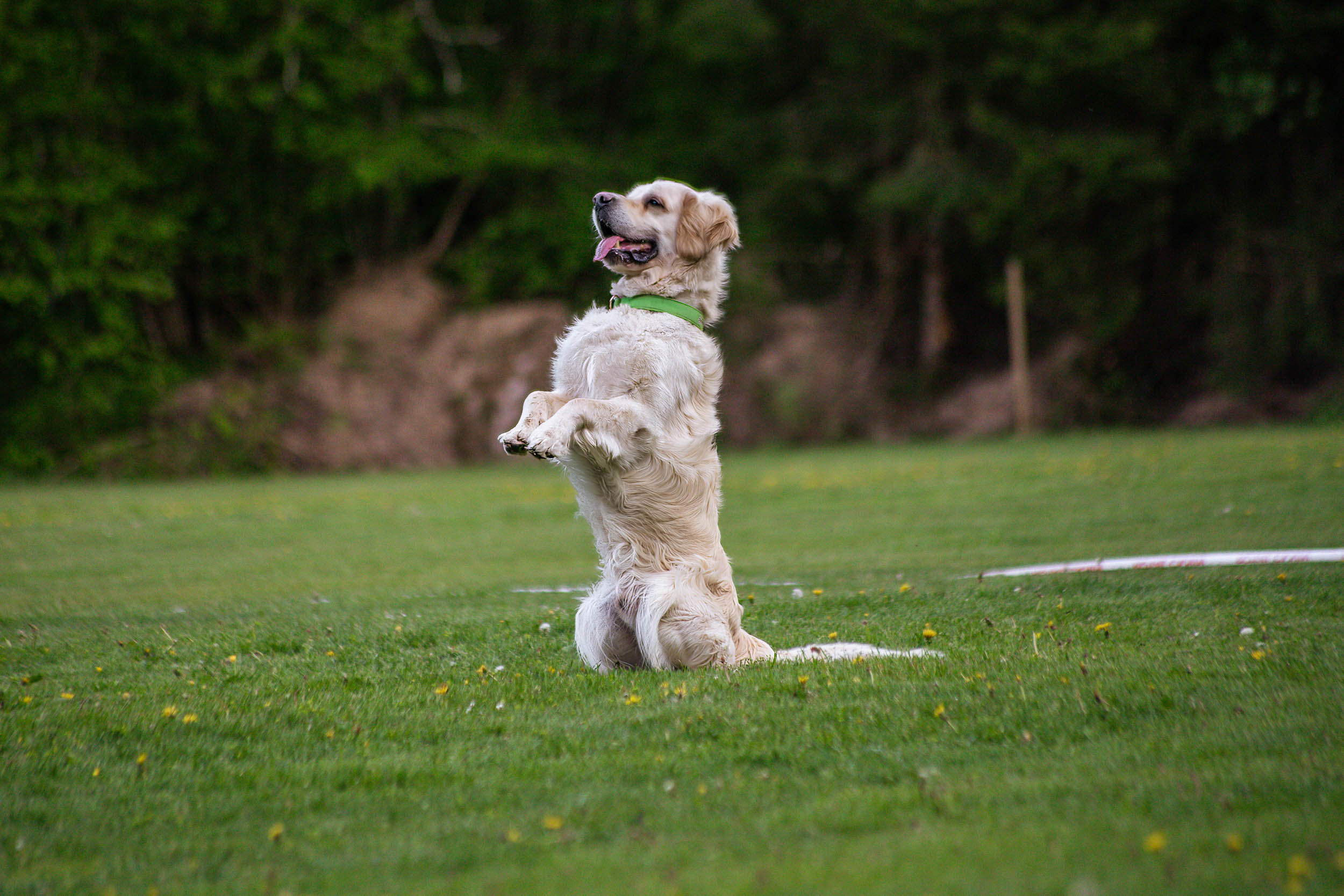 Golden retriever sitter fint