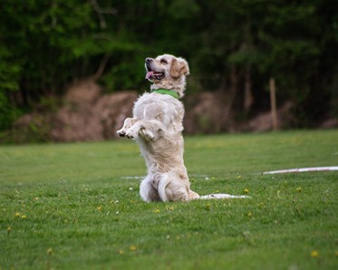 Golden retriever sitter fint