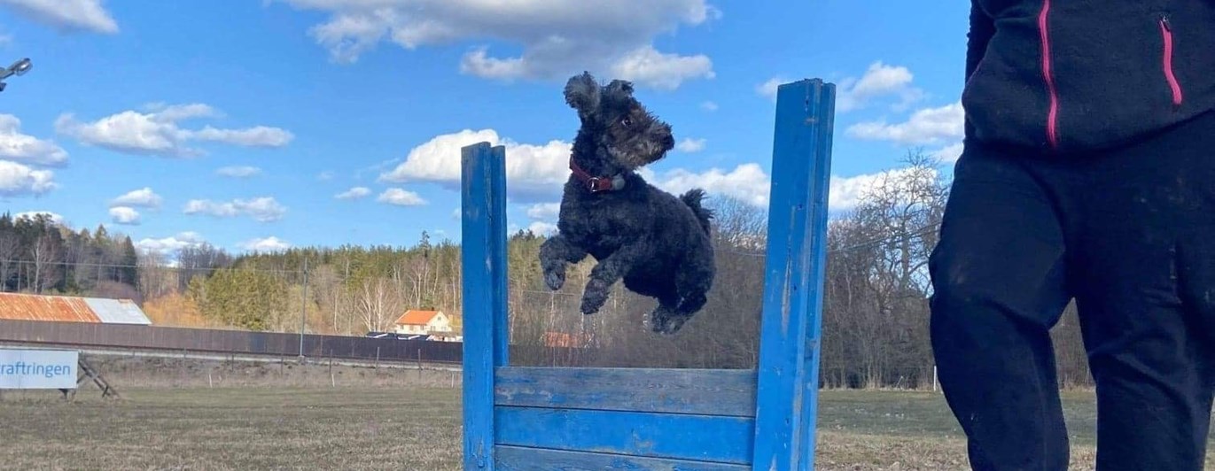 Pumi som hoppar hindret