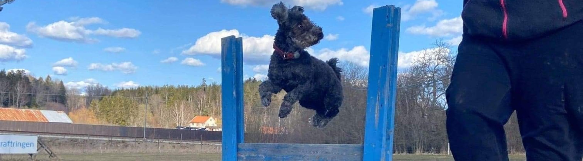 Pumi som hoppar hindret