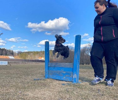 Pumi som hoppar hindret