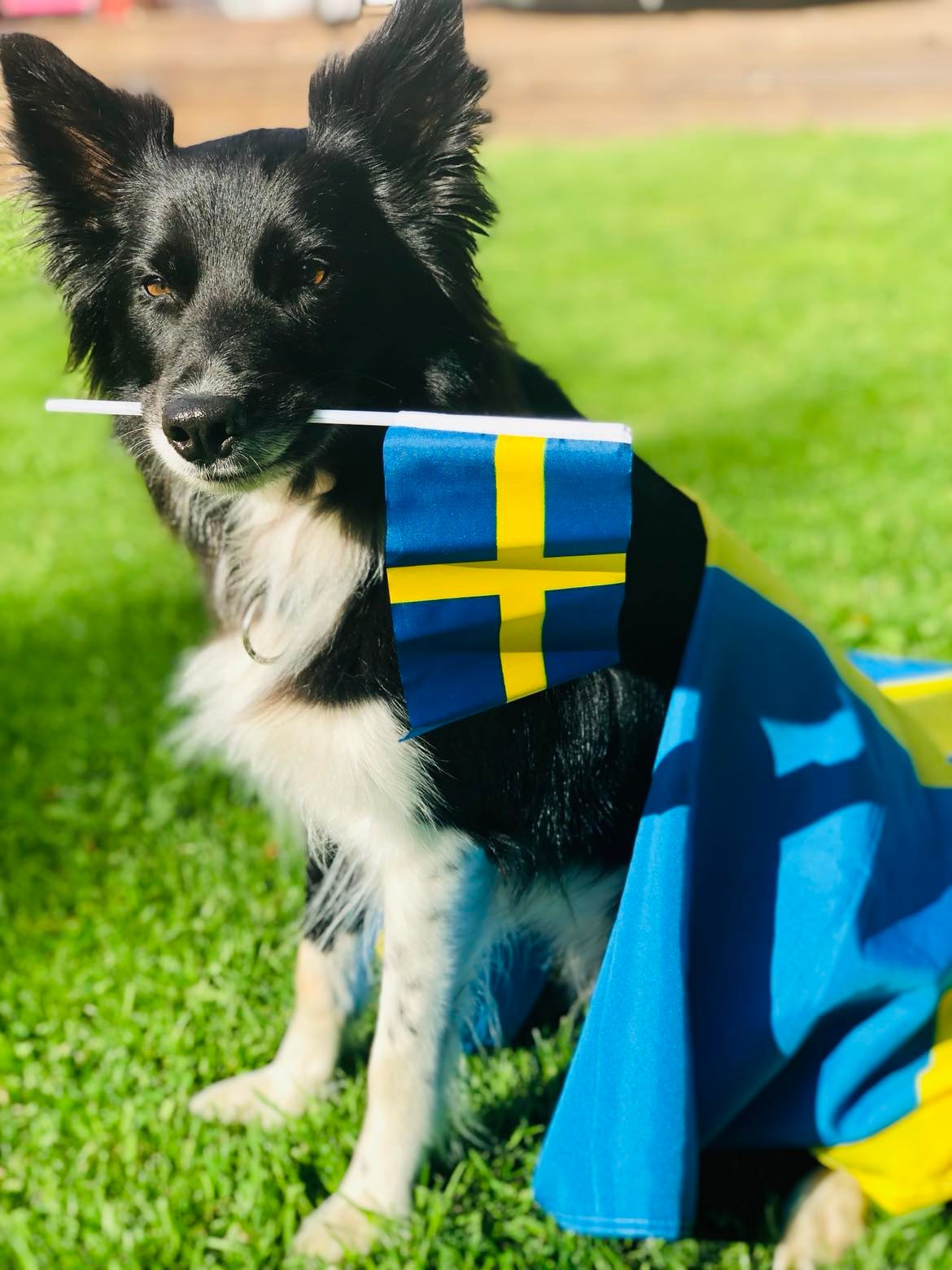BC som håller svenska flaggan