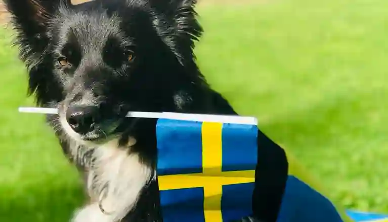 BC som håller svenska flaggan