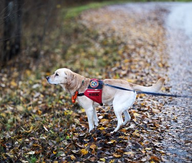 Räddningshund i arbete
