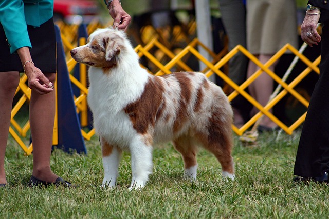 Australian shepherd