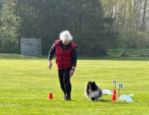 rallylydnad, matte med sheltie