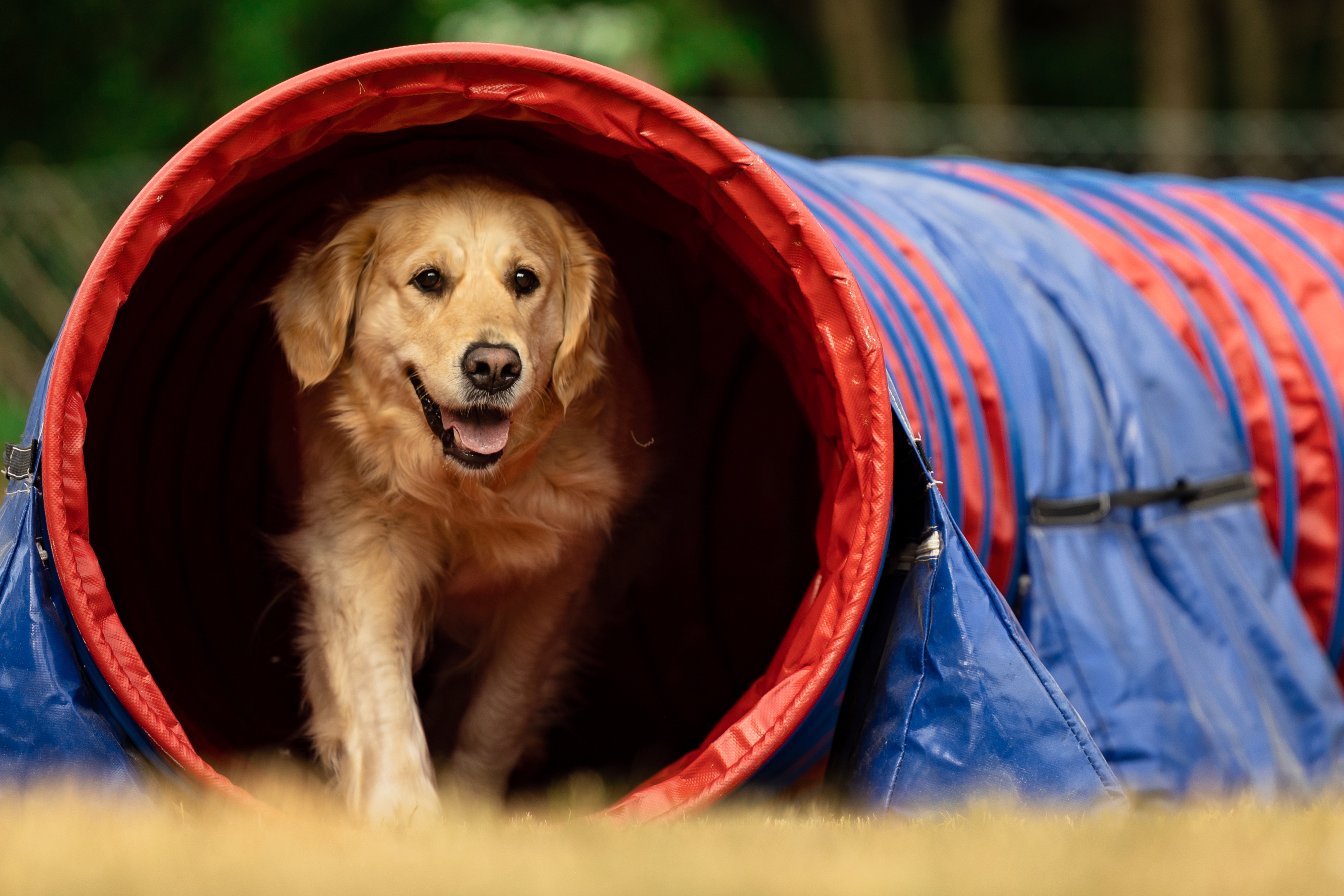 Golden Retriver i tunnel