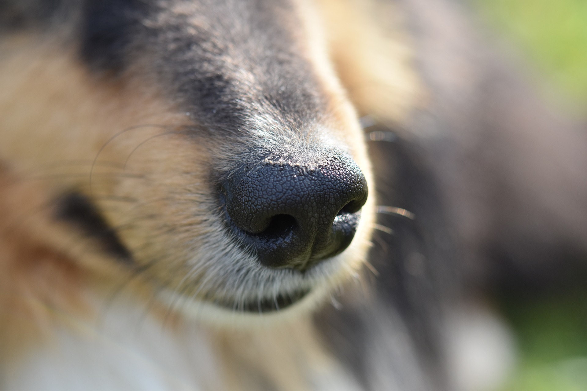Collienos i närbild