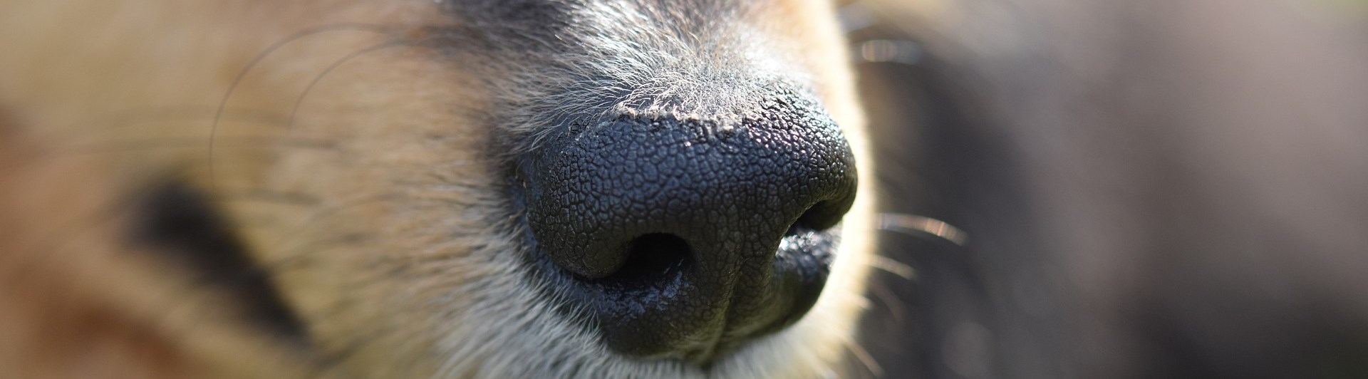 Collienos i närbild