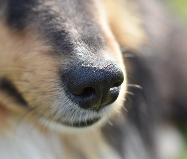 Collienos i närbild