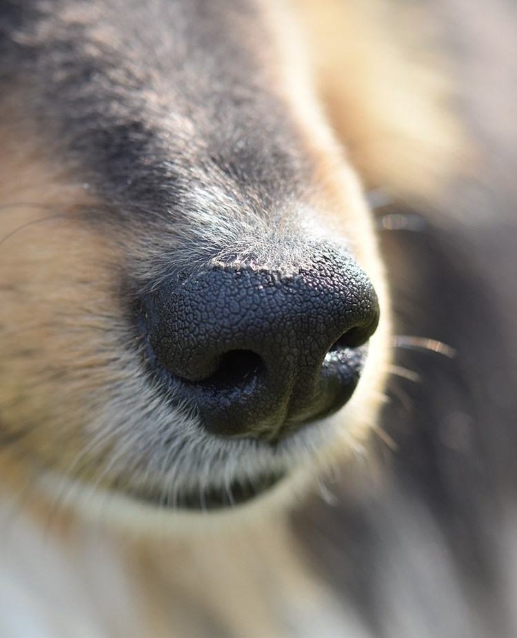 Collienos i närbild