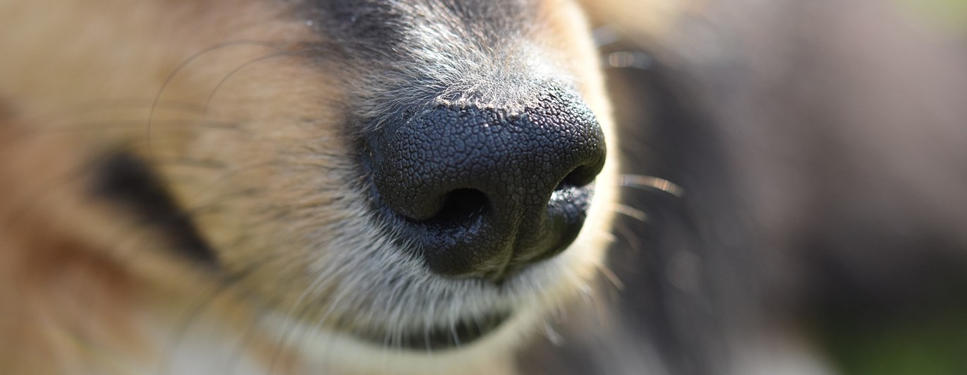 Collienos i närbild