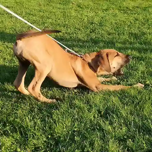 En unghund sträcker sig på en grön gräsmatta.
