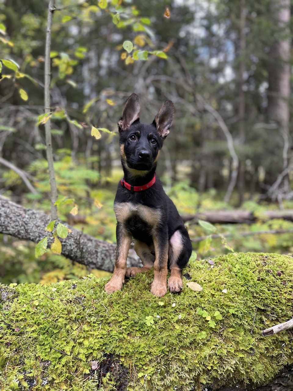 Schäfervalp i skogen