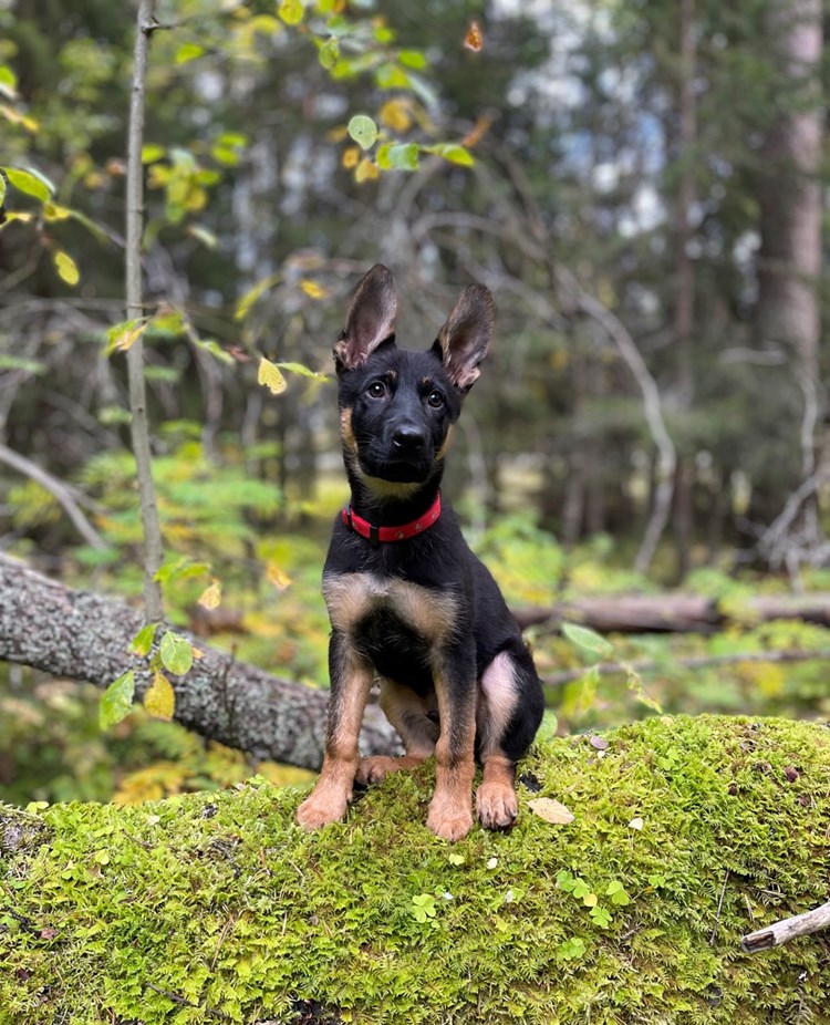 Schäfervalp i skogen
