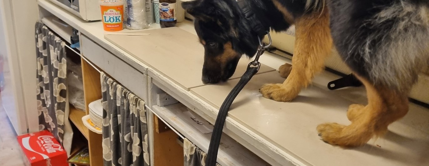 Torslanda-Öckerö Brukhundklubb nosarbete.