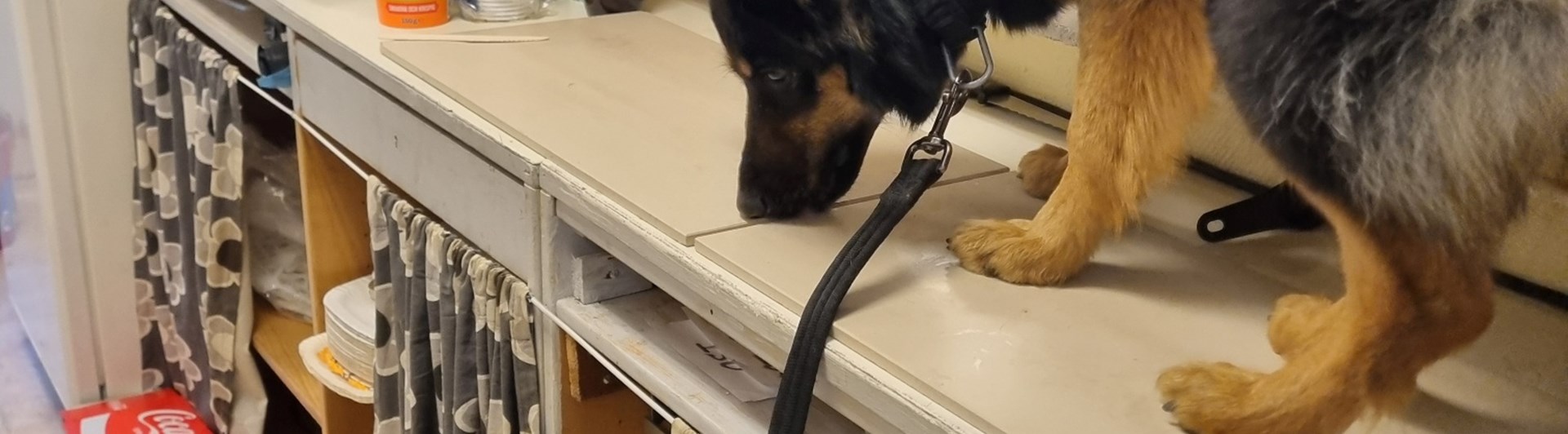 Torslanda-Öckerö Brukhundklubb nosarbete.