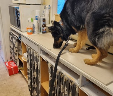 Torslanda-Öckerö Brukhundklubb nosarbete.