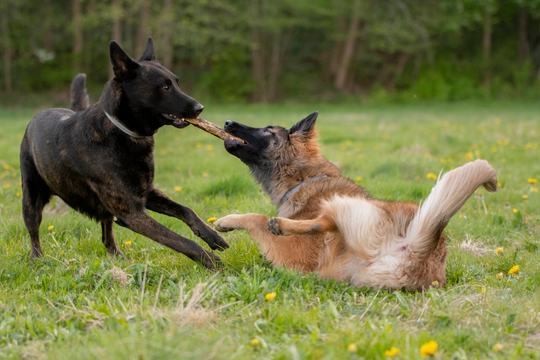 Två hundar leker med en boll i snöre