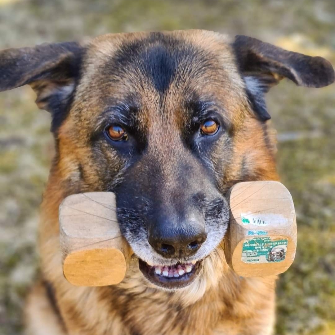 Schäfer bär apportbock