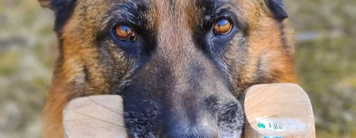 Schäfer bär apportbock