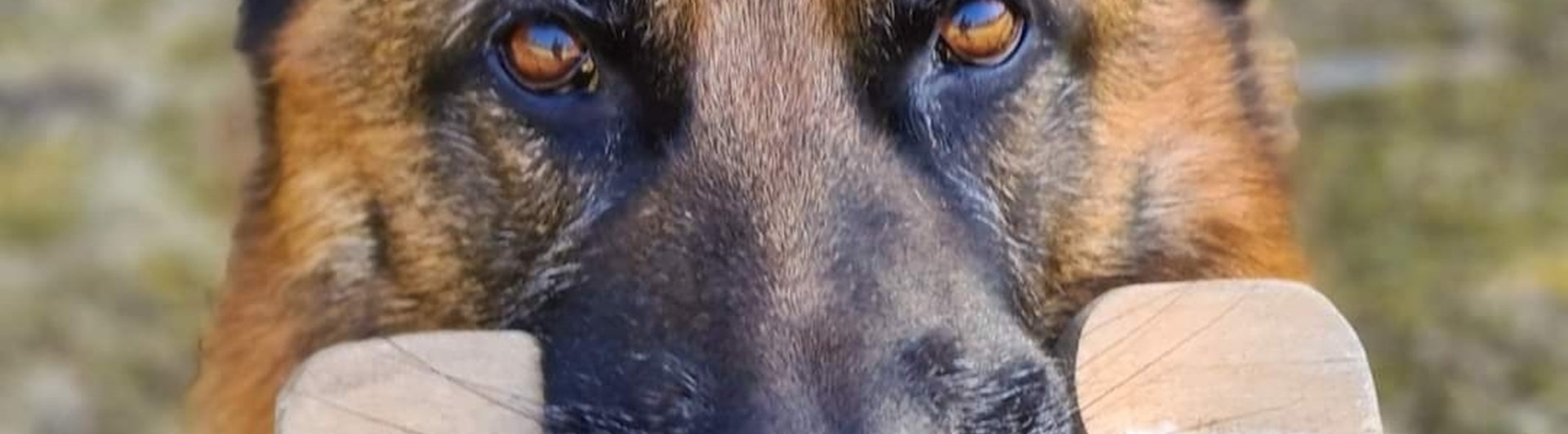 Schäfer bär apportbock