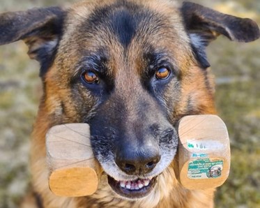 Schäfer bär apportbock