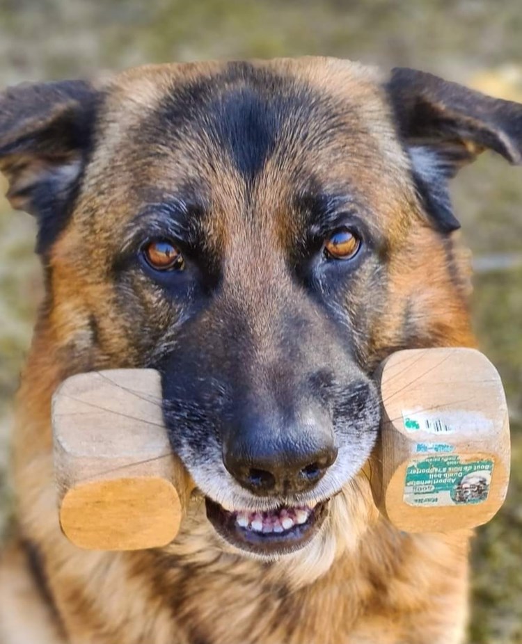 Schäfer bär apportbock