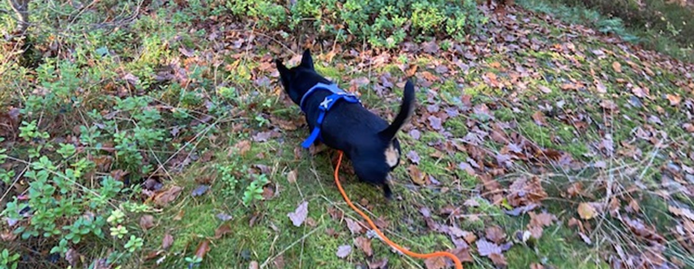 En liten hund som spårar.